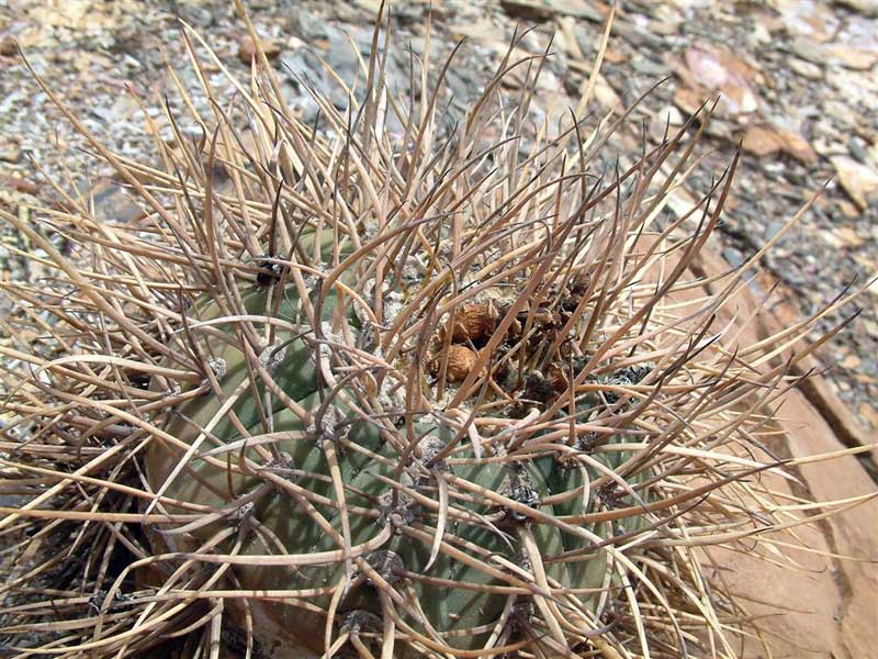 Gymnocalycium cardenasianum